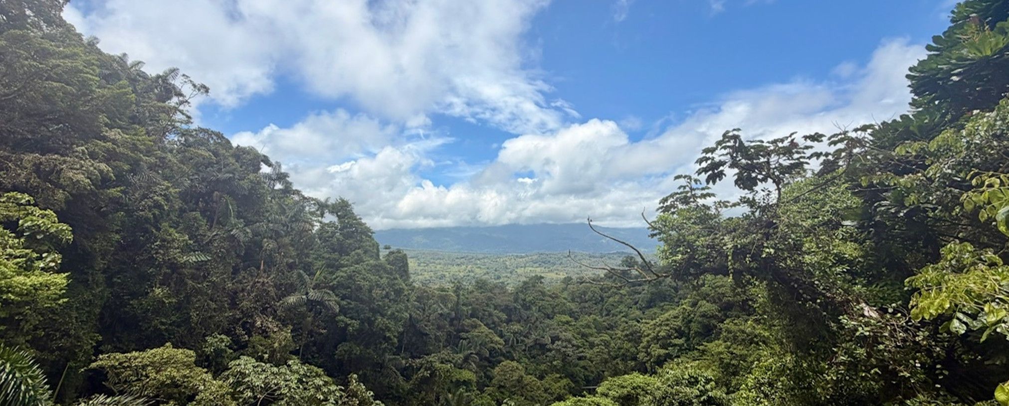 A sloth in a tree in Costa Rica
