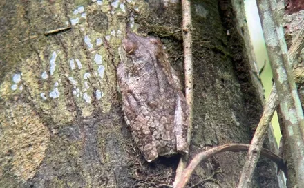 A frog on a leaf in Costa Rica