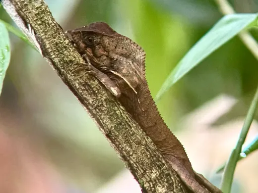 A larger lizard resting in a tree