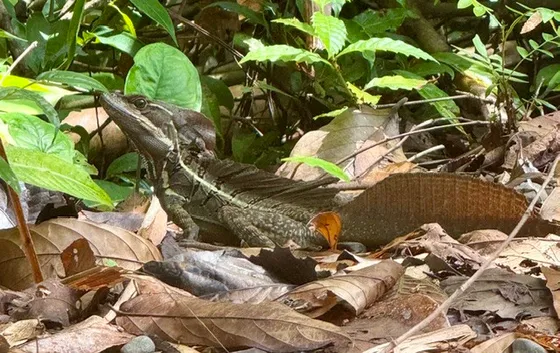 A lizard in the Costa Rica underbrush