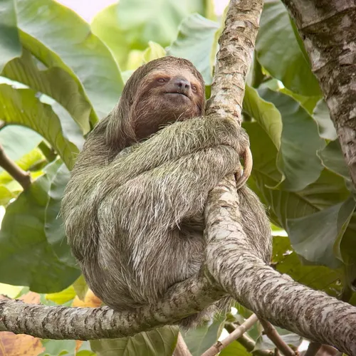 A sloth in a tree in Costa Rica